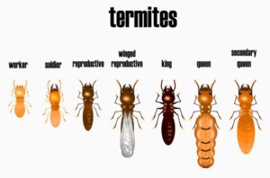 Types of termite