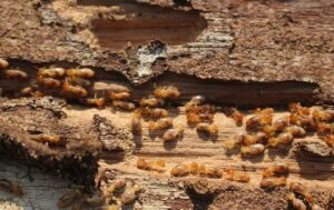 termites control Service Saudi Arabia